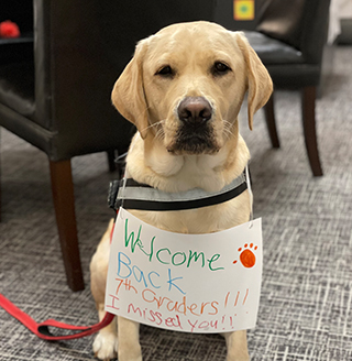 Cute dog wearing a welcome back sign